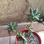 Pachyphytum compactum Liść