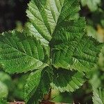 Rubus josefianus Hoja