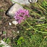 Allium lusitanicum Blomst