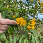 Senna pendula Blomst