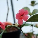 Rhododendron christi