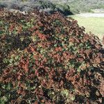 Eriogonum arborescens Hábitos