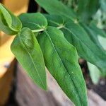 Hypericum hircinum Blad