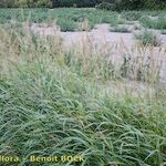 Panicum miliaceum Hábito