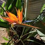 Strelitzia reginae花