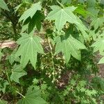 Acer campbellii Лист