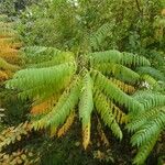 Averrhoa bilimbi Leaf