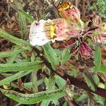 Digitalis lamarckii Flower