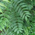 Sorbaria kirilowii পাতা