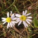 Tripolium pannonicum 花