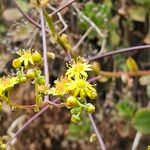 Aeonium glutinosum Blüte