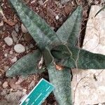 Gasteria excelsa Hostoa