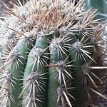 Weberbauerocereus weberbaueri 葉