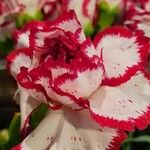Dianthus caryophyllus Blomst