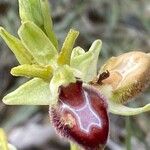 Ophrys provincialis Çiçek