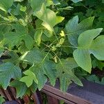 Liriodendron chinense Folha