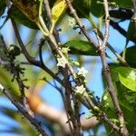 Geniostoma borbonicum 花