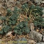 Euphorbia corsica Habitatea