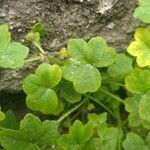 Bowlesia incana Leaf