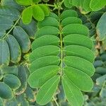 Senna surattensis Hoja