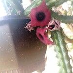 Huernia macrocarpaКвітка