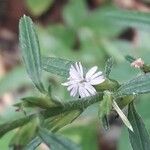 Pseudelephantopus spicatus Flower