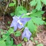 Aquilegia alpina Blomma