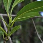 Chionanthus broomeanus Feuille