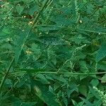 Chenopodium betaceum Агульны выгляд