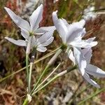 Leucocoryne ixioides Flor