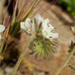 Phacelia distans Flower