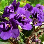 Streptocarpus ionanthus Flor