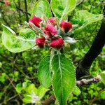 Malus pumila 叶