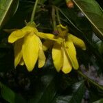 Guatteria dolichopoda Flower