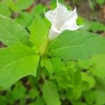 Datura stramoniumFlor