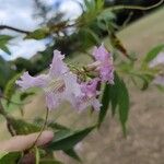 × Chitalpa tashkentensis Flors