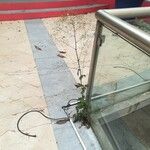 Mycelis muralis Plante entière