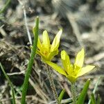 Gagea fragifera 花