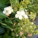 Hydrangea paniculataΛουλούδι