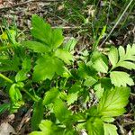 Geum aleppicum ഇല