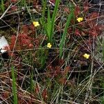 Utricularia subulata Hàbitat