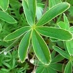 Alchemilla alpina Blatt