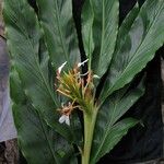 Hedychium spicatum Alkat (teljes növény)