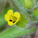 Mimetanthe pilosa Flower
