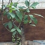 Ficus racemosa Fuelha