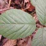 Rubus vestitus Blad