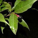 Nectandra umbrosa Fruit