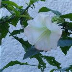 Brugmansia arborea Flower