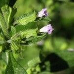 Hedeoma pulegioides Fleur