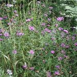 Centaurea decipiens Flor